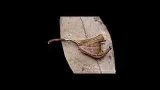 [Wikipedia] Poltys columnaris