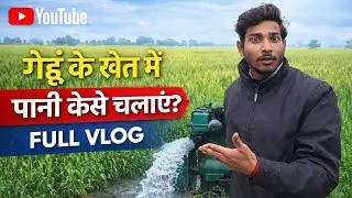 गेहूँ मे पहली सिचाई कब और कैसे करनी चाहिए? 🌾|How to irrigate a wheat field?