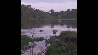 HIPPO FIGHTS WITH BONOBOS AFRICAN SAFARI HOLIDAYS