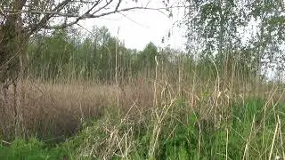 Śpiew rokitniczki.  4.05.2023 rok