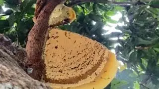 Nay đi ăn ong mật được hai tổ khổng lồ 