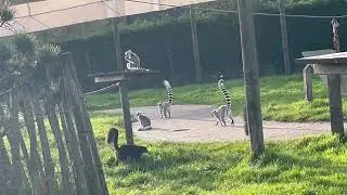 Лемуры