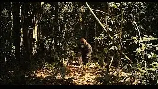 Gorilla Folks Films From the Cross River Headwaters Series Trailer