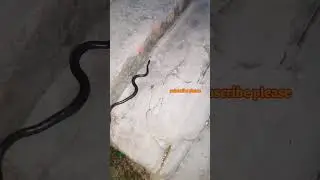 snake #snakevideo #youtube #viral #share @heroji1430