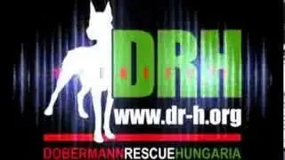 DOBERMANN FAJTAMENT&Eacute;S MAGYARORSZ&Aacute;G