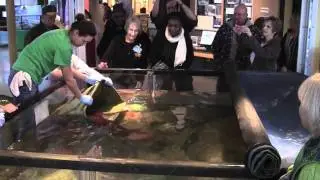 Octopus Move Feb 2012