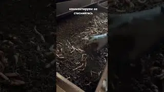 Сезон #farming #fishing #агротехнологии #сад #дети #новинка2026