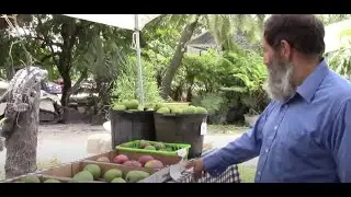 This is what mango season looks like in South Florida