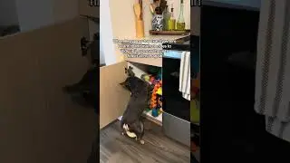 She can&rsquo;t be serious 😤 #dogshorts #frenchbulldog #dogsofyoutube