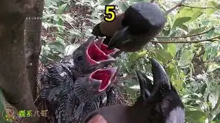 Spent 9 days documenting the growth of a nest of Grey Treepies. The nest is too small.