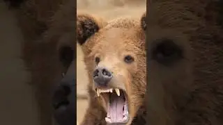 Громкий рёв медведя