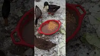 Ce mai mananca ratele iarna #rata #rață #rațe #rate #creștereapăsărilor #fyp #fypviral