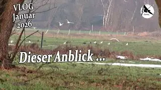Es kehrt wieder Normalität ein / Nature, Crows & Wildlife Vlog Januar 2026