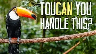 Incredible Rain Forest Facts You Need To Know