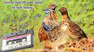 common Quail audio Sound | Batair ki Awaz bakri ki