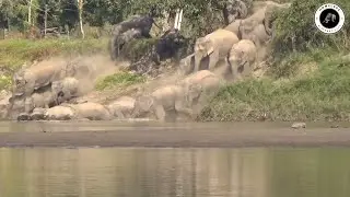 Majestic Elephant Herd Dives For A Bath | Assam 