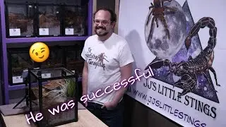 Australian old world Tarantula Mating (Phlogius K2-Western form Goliath)