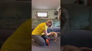How to Calm Down and Excited Puppy