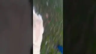 Retriever gets his ass beaten by jack  russel terrier