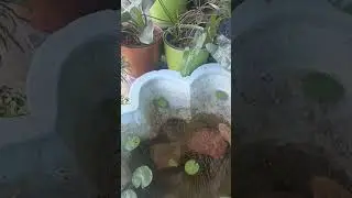 fish 🐟 🐠 food🥰#fish #video #viral #funny #comedy #pets #garden #flowers #rose #cute #love #trending