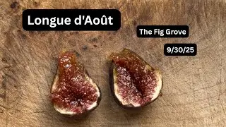  Longue d'Août - The Dr. Jekyll and Mr. Hyde fig variety - is it worth growing in the PNW?