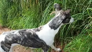 Blue- The ups and downs of a working lurcher