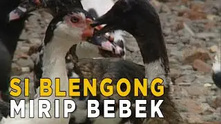 Blengong, mirip seperti bebek tapi dagingnya lebih enak | JELAJAH