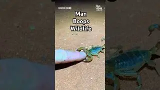 You know what they say... boop! 💥😂🙀 #Wildlife #Scorpions #Crabs #Snakes #Australia