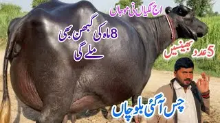  شاہدعلی بلوچ601گ ب{ 04عدد بھینسیں فروخت}03فروری Top Class Pure Neli Buffalo For Sale on Eitfaaq Tv 