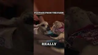 На ферме Пола &ndash; два крошечных ягнёнка покоряют всех! 🐑❤️🔥#drpol #farmlife