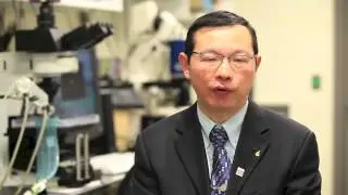 Examining plasma fibronectin in hemostasis