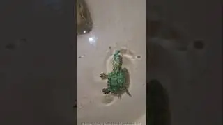 Hulk❌️ Halk✅️|| 🐢Feeding turtle #redearedsliderturtle #feeding #funny #turtle #trending #viralshort