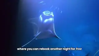 The BEST Manta Ray Experience in Kona