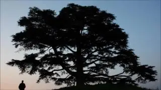 La d&eacute;forestation au Liban/Deforestation in Lebanon