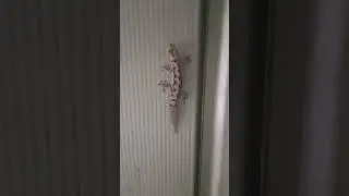A native Australian gecko. beautiful.
