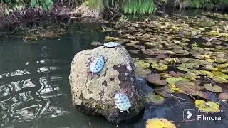 Exploring Hamilton Gardens: A Quick Tour of NZ&rsquo;s Hidden Gem 🌿