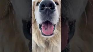 What&rsquo;s that spot on Oatmeal&rsquo;s tongue? #GoldenRetriever #DogFacts