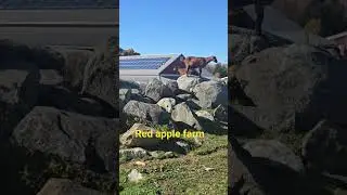 #redapplefarm