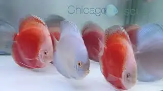 5.0-5.5