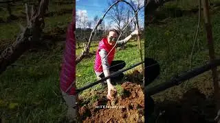 Under-vine cleaning
