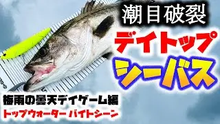 潮目破裂！デイトップシーバス！ - 梅雨の曇天デイゲーム編 - トップウォーター バイトシーン コノシロパターン