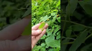 mother nature has  fascinating ways to spread its seeds.
