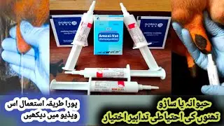 Amoxi-Vet injection + Seal Mast inj //DoBio جانوروں میں استعمال treatment Animals!! cow and Buffalo
