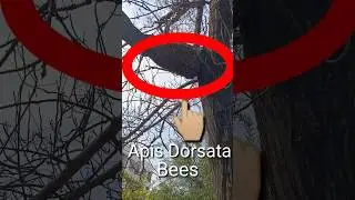 OMG! apis dorsata dangerous swarm | #shorts #honeybees #killerbees #beekeeping #shortsfeed #winter