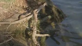 Scientists say toxic algae can be deadly for dogs, people | FOX 7 Austin