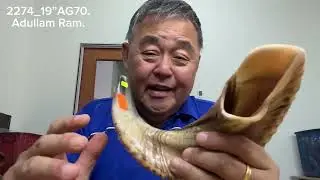 ShofarMaker v2274_19&rdquo; AG70. Adullam Gibborim Ram 2T fine tuned Shofar. Full Natural. 