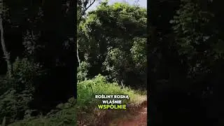 Gdzie rośnie yerba mate? Obok araukarii! 🌳🌿 #yerbamate #yerba #dobreziele #brasil