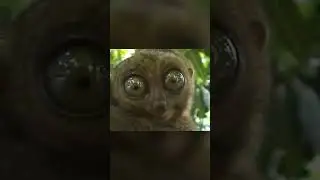 socket memes