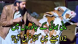 02 Months Progress of AR Maani Farm | Honest Review by Cattle Market Karachi