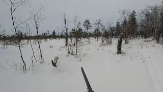 Тетерева вылетают из-под лыжни, а 